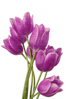 tulips  Bb2 - 無料png