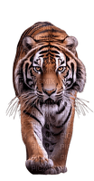 tiger - 免费PNG