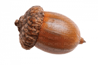 acorn - безплатен png