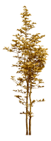 Arbre.Tree.Brown.Árbol.Victoriabea - PNG gratuit