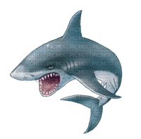 Kaz_Creations Shark - gratis png