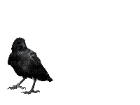 raven, crow gif - Free animated GIF