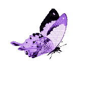 Butterfly, Butterflies, Purple - Jitter.Bug.Girl - 免费动画 GIF