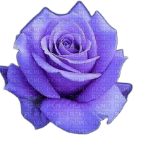 Purple Rose - nemokama png