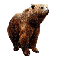 Björn-djur----bear--animal - png gratis