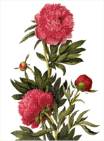 Peony Flower Red Green - Bogusia - Free PNG