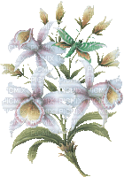 Blumen-Flowers-fleurs - Безплатен анимиран GIF