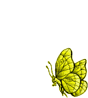 papillon couleurs  gif butterfly colorful - GIF animé gratuit