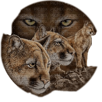 Leopards-animals - bezmaksas png