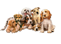 maj chiens - бесплатно png