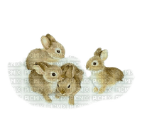 rabbit - png grátis