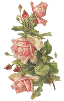 Rose Antique