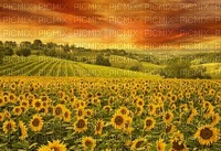 sunflowers fond bp - 免费PNG