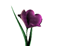 flower heart love purple fleur blume aime coeur abstract art deco gif anime animated animation tube - GIF animé gratuit