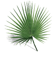 animated plant - Δωρεάν κινούμενο GIF