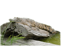 cocodrilo - darmowe png