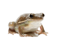 Kaz_Creations Frog - 免费PNG