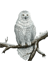 Kaz_Creations Birds Bird Owls Owl - фрее пнг
