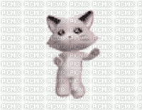 dancing kitty - Gratis animerad GIF