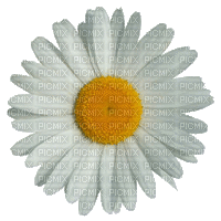 daisy, sunshine3 - Gratis animeret GIF