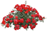 Flowers.Fleurs.garden.Red.Victoriabea - gratis png