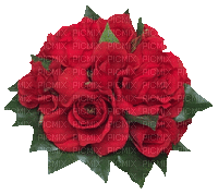 Flowers red rose bp - Ilmainen animoitu GIF