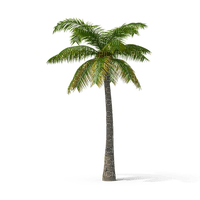 luonto, nature, palm, palmmu - бесплатно png