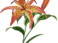 Orange lily flower, sunshine3 - Free PNG