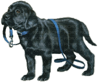 dog bp - Bezmaksas animēts GIF