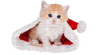 Katze, Cat, Weihnachtsmütze - Gratis geanimeerde GIF