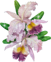 flowers purple bp - Δωρεάν κινούμενο GIF