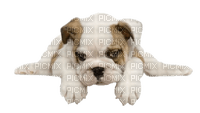 Kaz_Creations Dogs Dog Pup 🐶 - png grátis