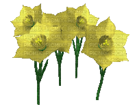 kwiaty - GIF animé gratuit