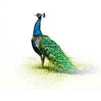 Pavo real - PNG gratuit