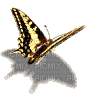 mariposa - Darmowy animowany GIF