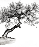 Kaz_Creations Trees Tree Colours - kostenlos png
