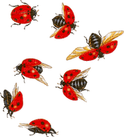 coccinelle.Cheyenne63 - δωρεάν png