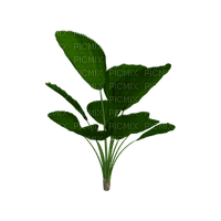 tropical, kasvi, plant - безплатен png