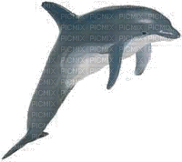 dolphins bp - Gratis animeret GIF