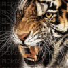 felino - Безплатен анимиран GIF