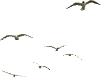 Y.A.M._Birds - Bezmaksas animēts GIF
