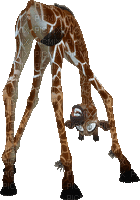 Giraffe bp - GIF animado grátis