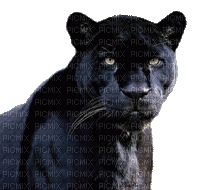 panthere - Animovaný GIF zadarmo