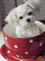 kutya - Δωρεάν κινούμενο GIF