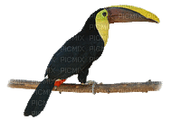 toucan - Gratis animerad GIF