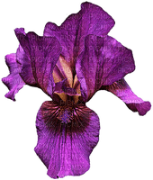 orchids  purple bp - png ฟรี