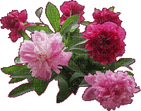 Blumen, Flowers, Pfingstrosen - GIF animado gratis