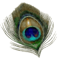 Peacock feather - gratis png