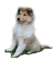 Tube Animaux Chien - darmowe png