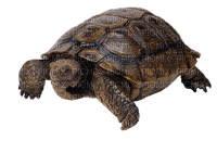 kilpikonna, turtle - nemokama png
